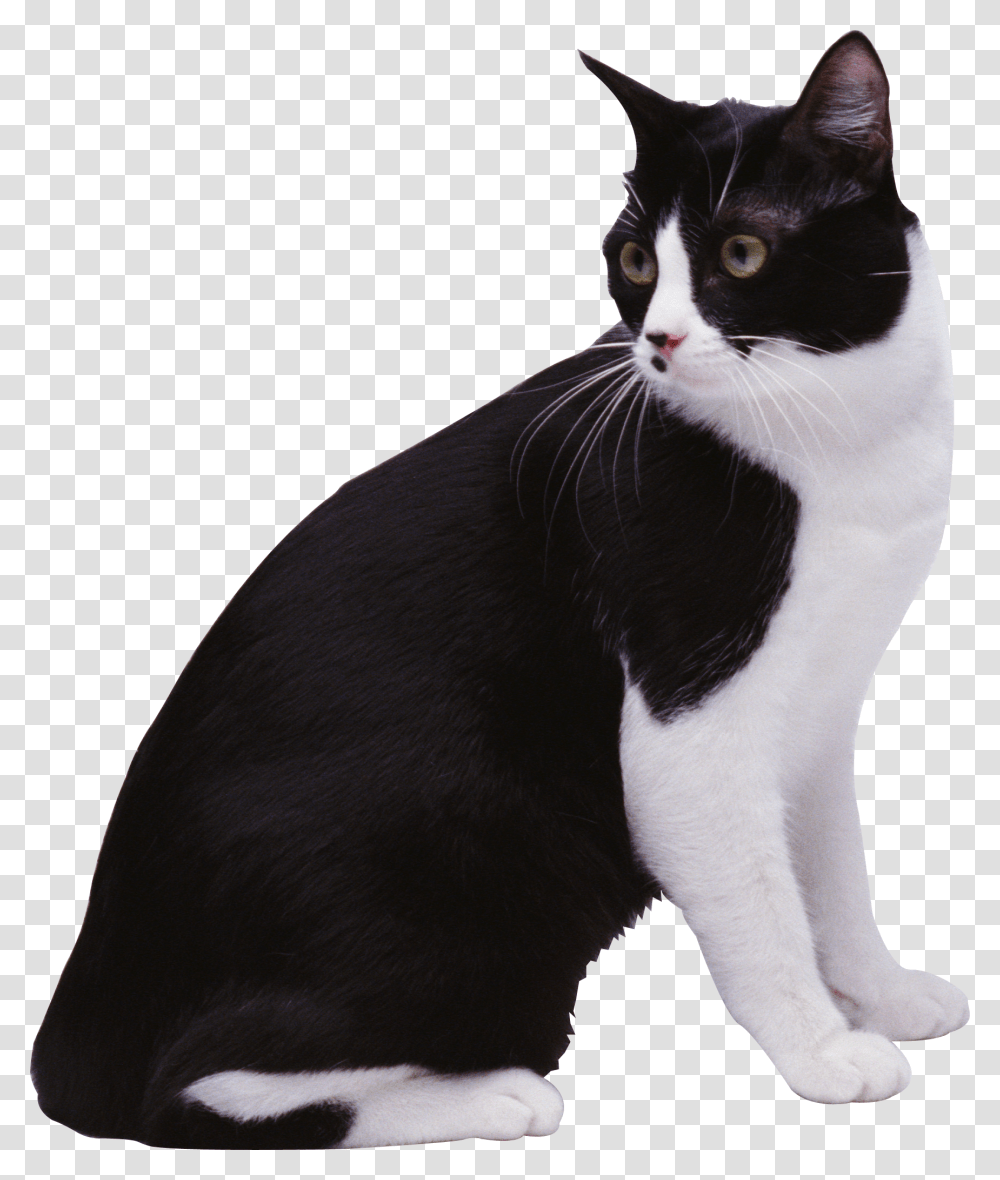 Cat, Animals, Pet, Mammal, Manx Transparent Png