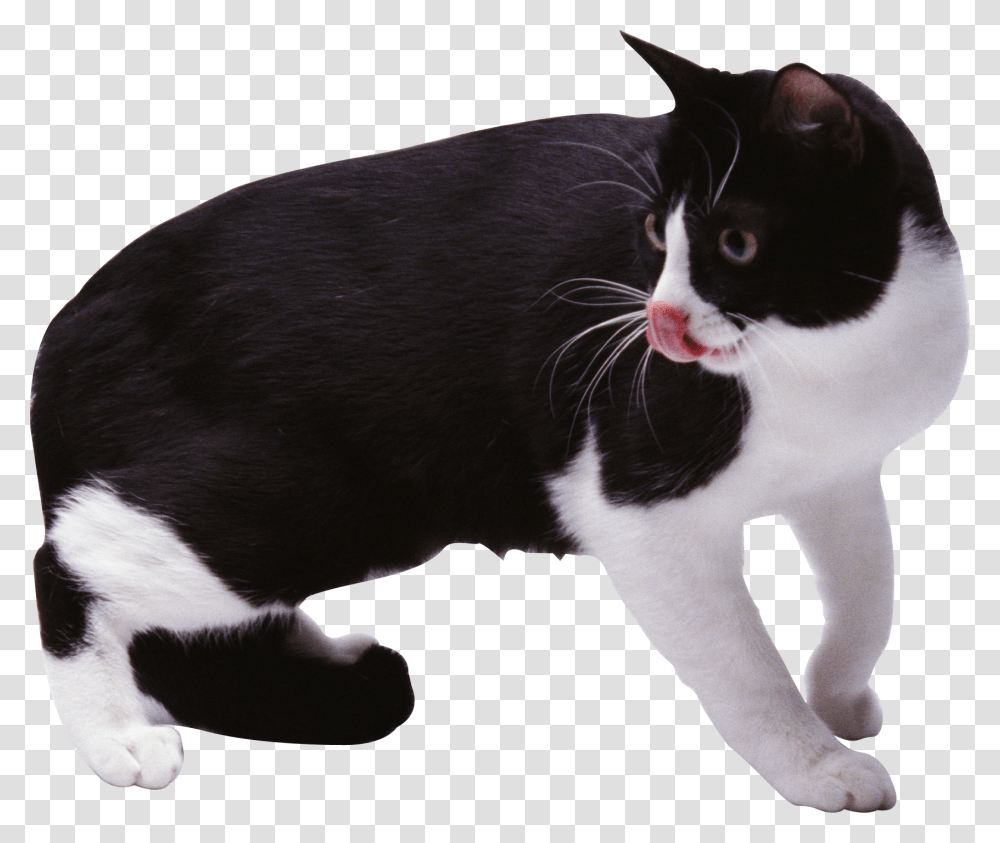 Cat, Animals, Pet, Mammal, Manx Transparent Png