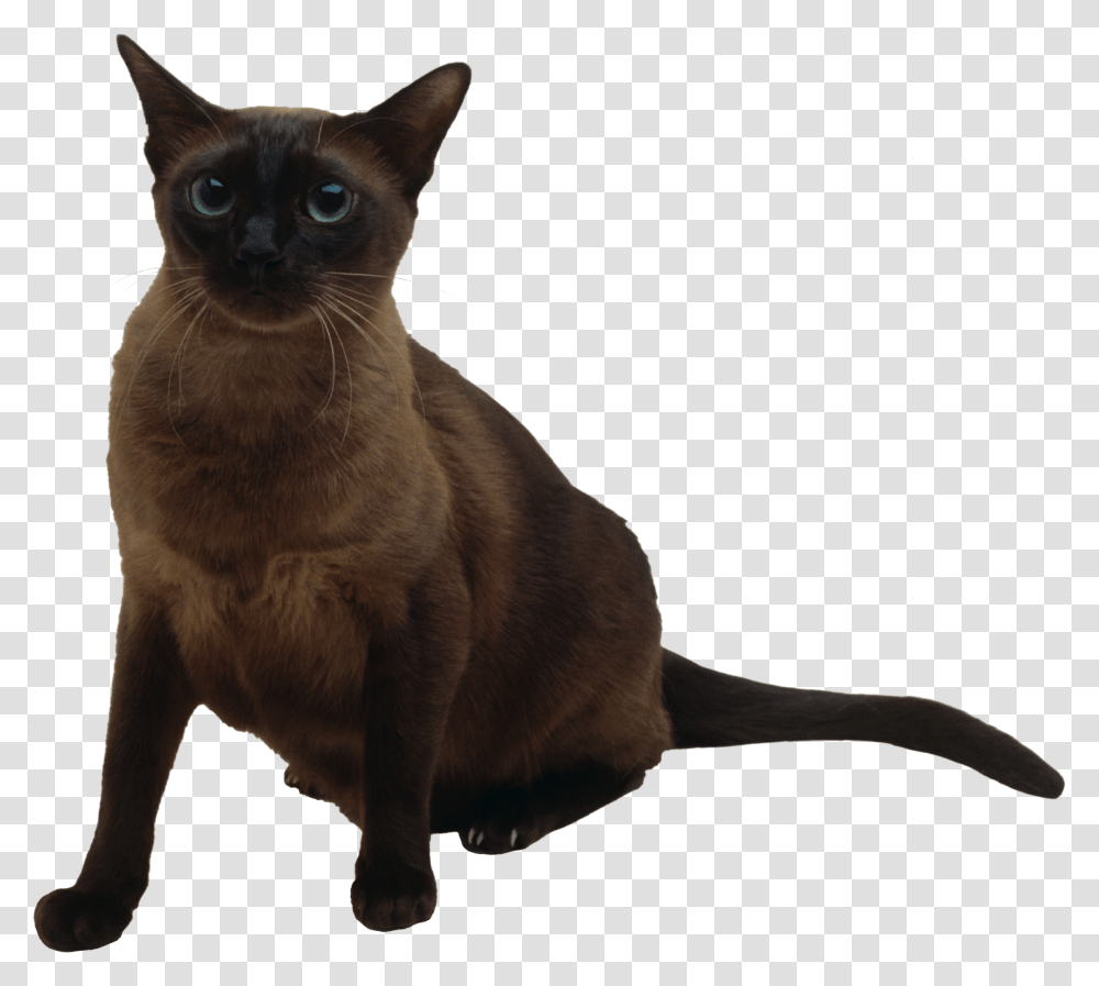 Cat, Animals, Pet, Mammal, Manx Transparent Png