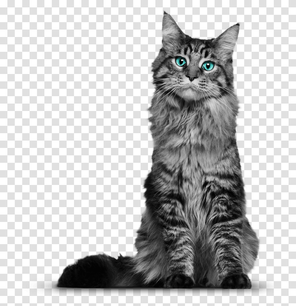 Cat, Animals, Pet, Mammal, Manx Transparent Png