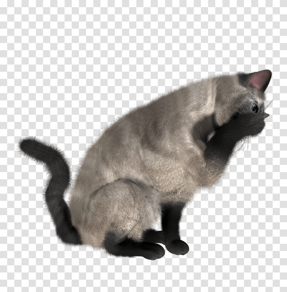 Cat, Animals, Pet, Mammal, Wood Transparent Png