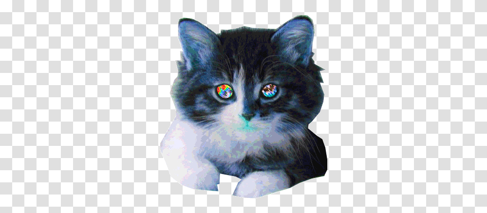 Cat Animated Gif Cats Crazy Background Cat Animated Gif, Pet, Mammal, Animal, Manx Transparent Png