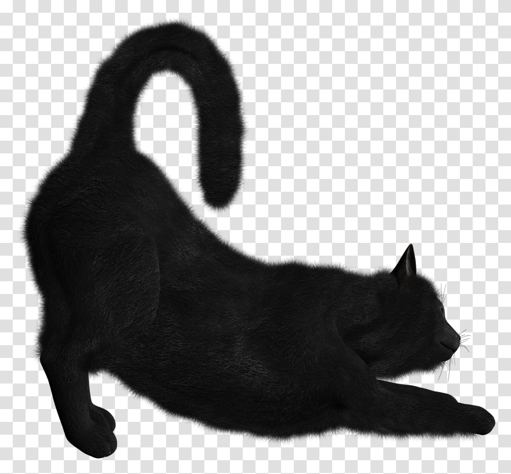 Cat Background Black Cat, Animal, Mammal, Wildlife, Pet Transparent Png