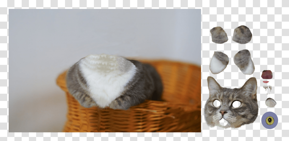 Cat, Basket, Pet, Mammal, Animal Transparent Png
