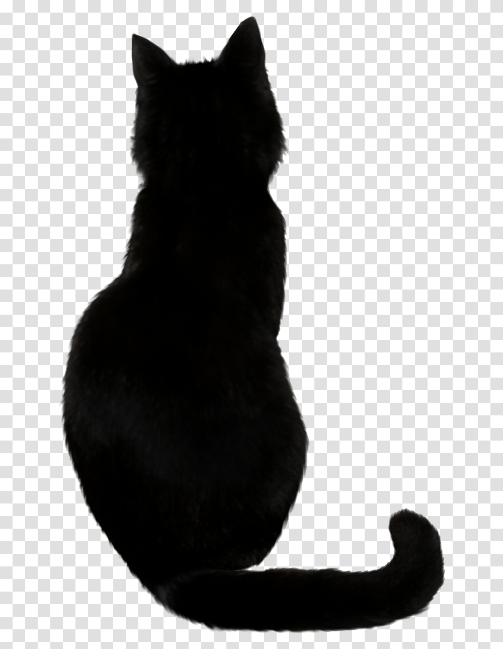 Cat Black Cat, Pet, Mammal, Animal, Rabbit Transparent Png