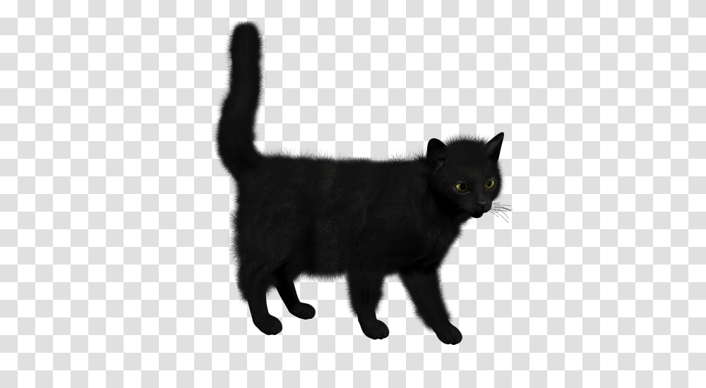 Cat, Black Cat, Pet, Mammal, Animal Transparent Png