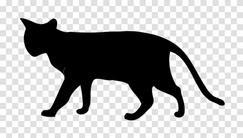 Cat Black, Mammal, Animal, Wildlife, Hog Transparent Png