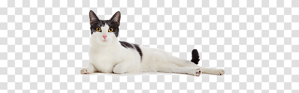 Cat Boarding School For Talented Cats Cat, Pet, Mammal, Animal, Manx Transparent Png