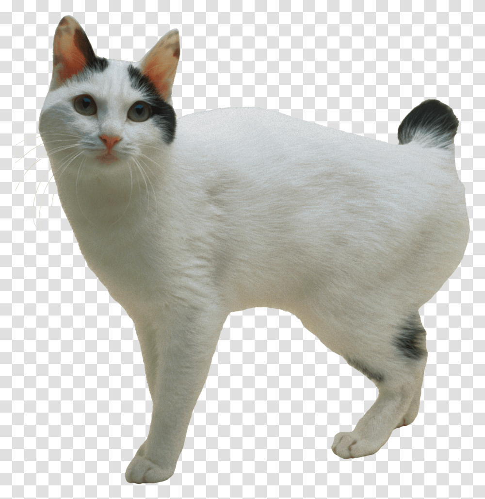 Cat Bob Tail Cat Breeds, Manx, Pet, Mammal, Animal Transparent Png