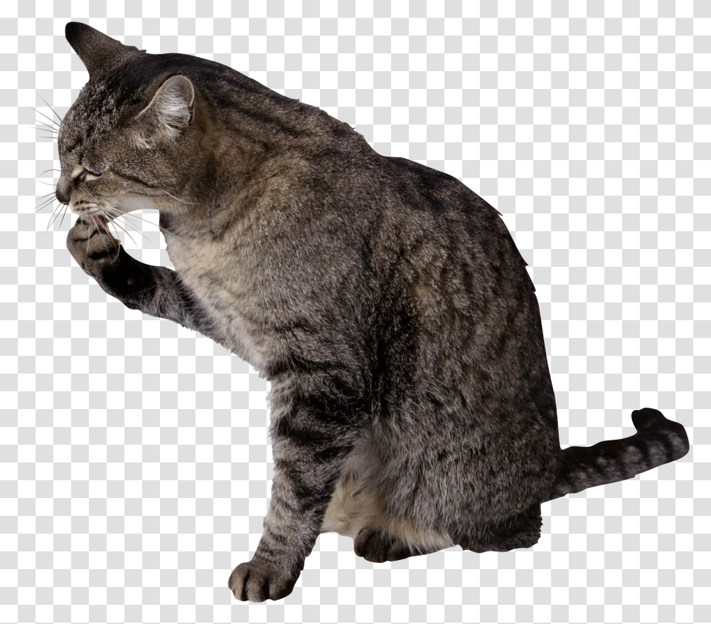 Cat Cat Licking His Paw, Pet, Mammal, Animal, Abyssinian Transparent Png