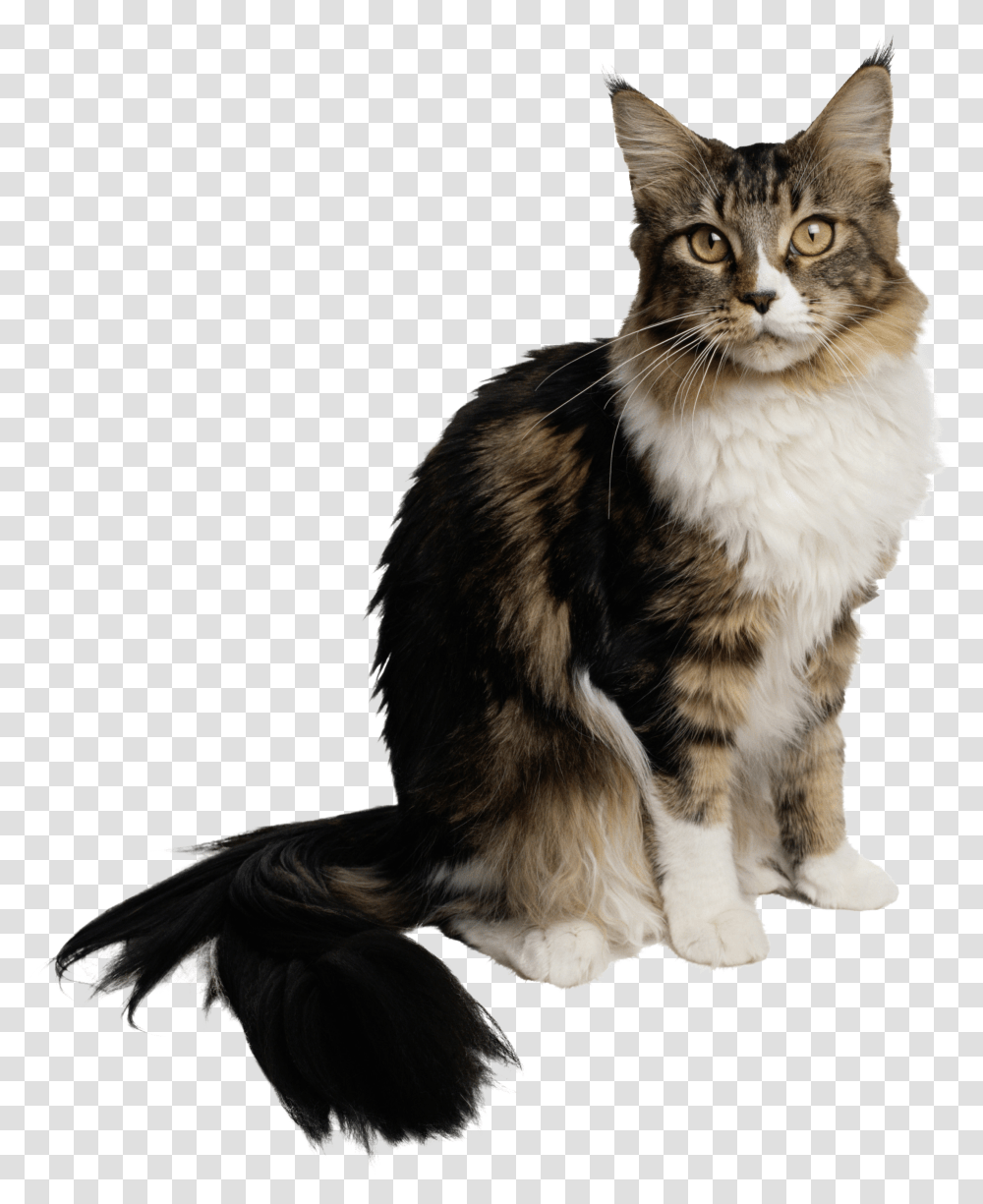 Cat Cat, Manx, Pet, Mammal, Animal Transparent Png