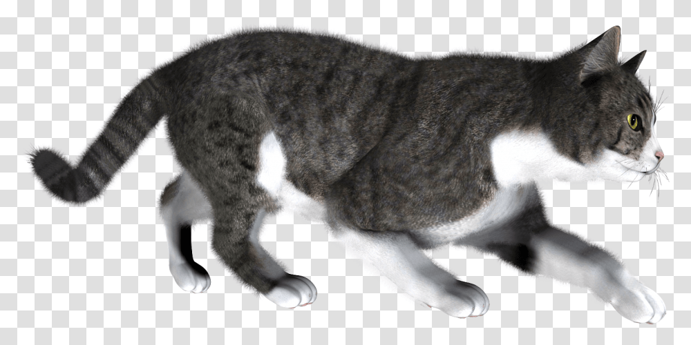 Cat Cat Walking Background, Manx, Pet, Mammal, Animal Transparent Png