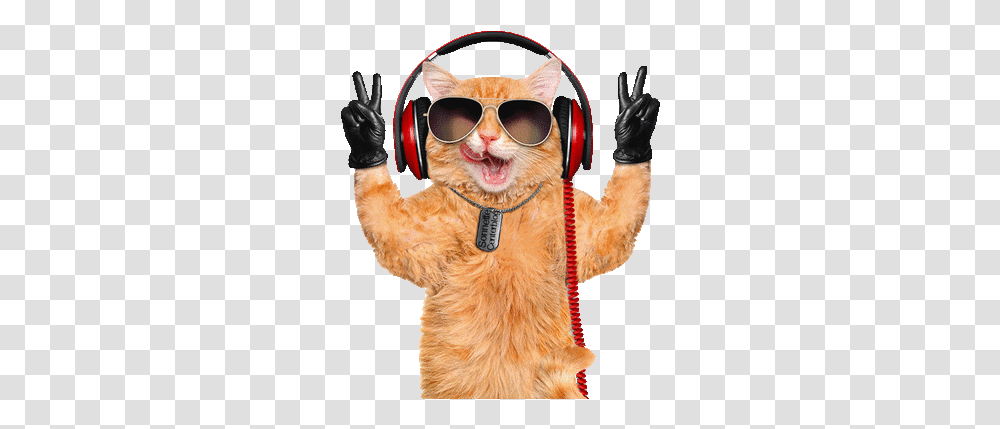 Cat Chat Katze Gif Dance Music Fun Animal With Headphones, Sunglasses, Accessories, Electronics, Person Transparent Png