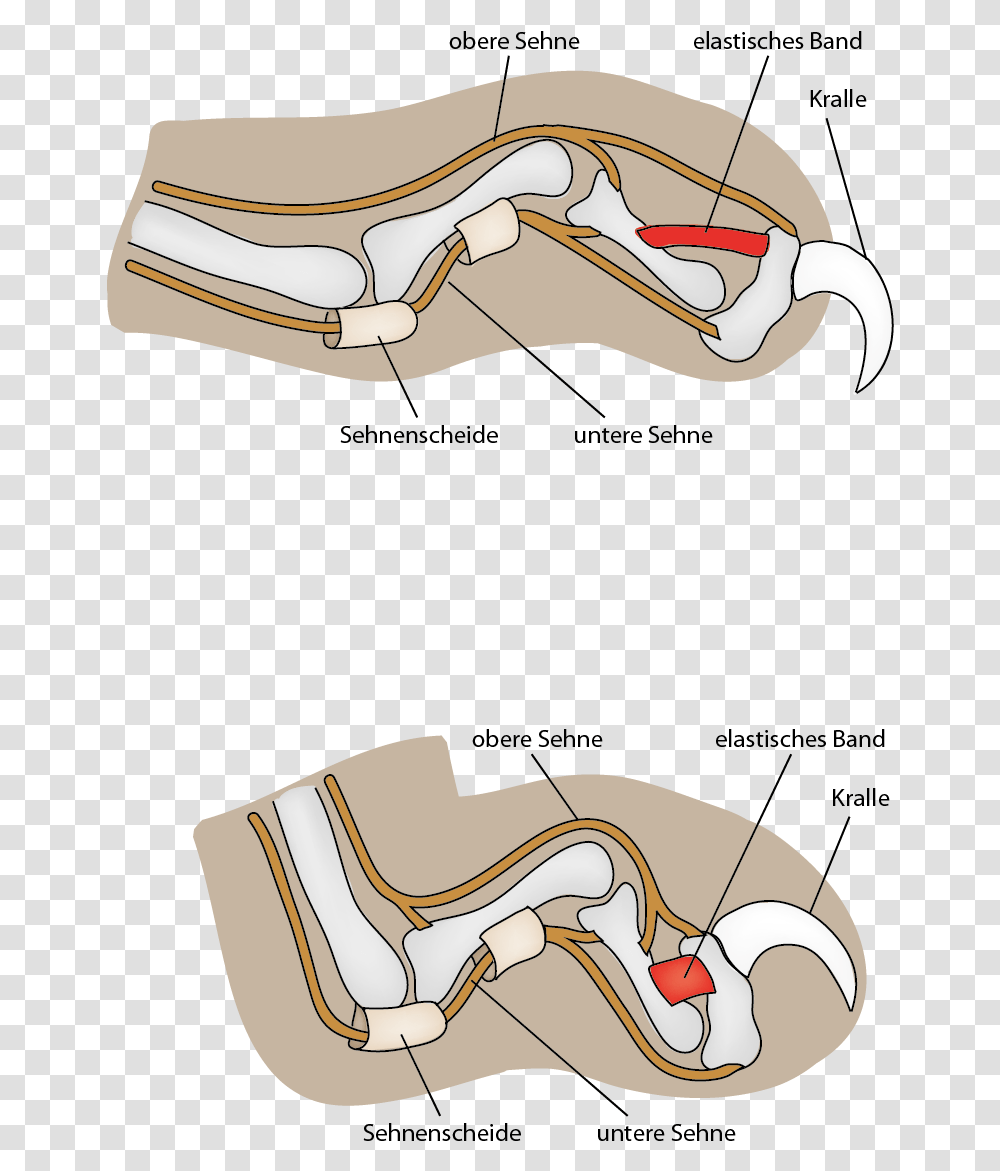 Cat Claw Mechanism Do Cats Claws Go, Apparel, Footwear, Shoe Transparent Png