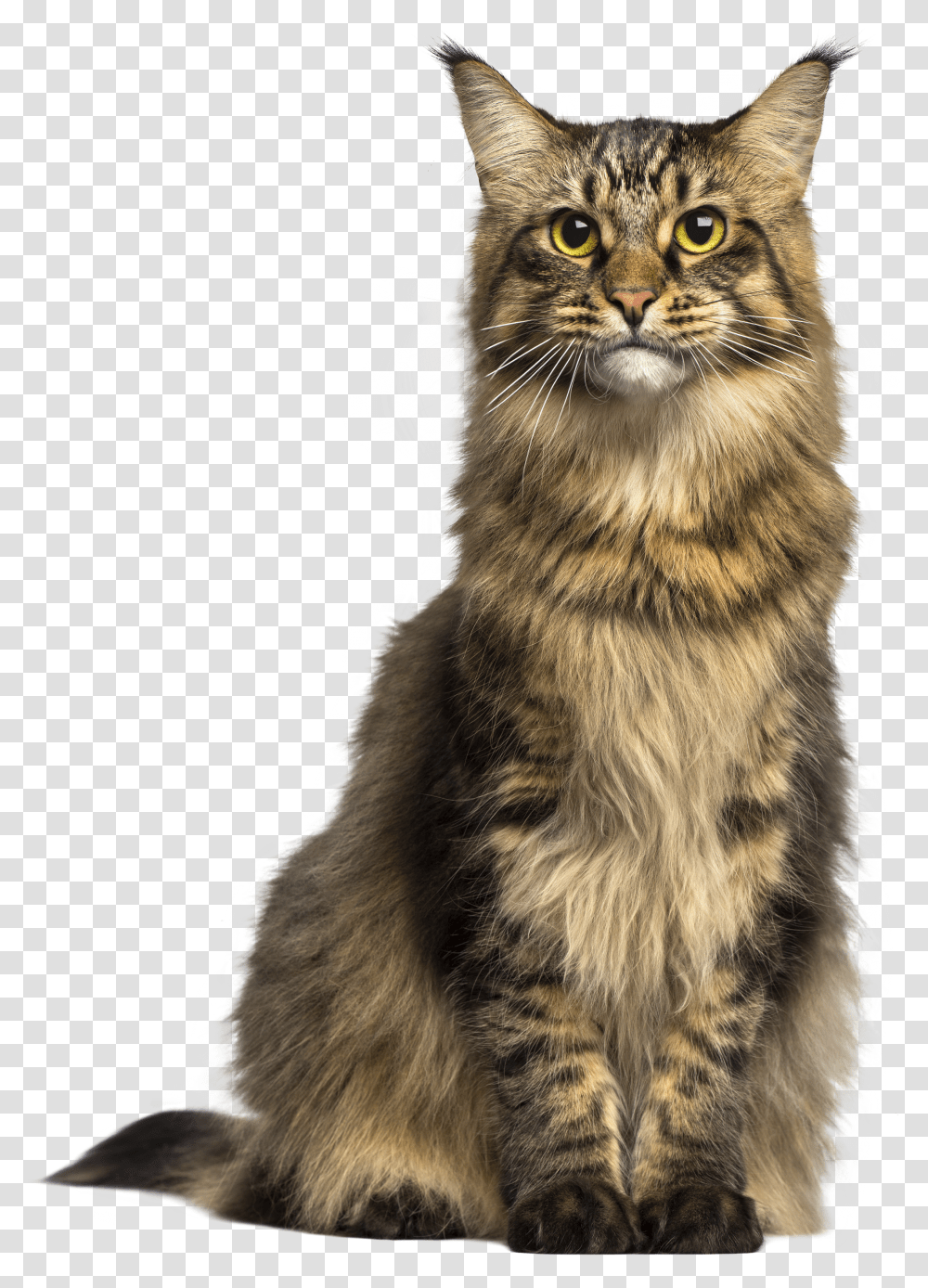 Cat Clip Art Cat Transparent Png