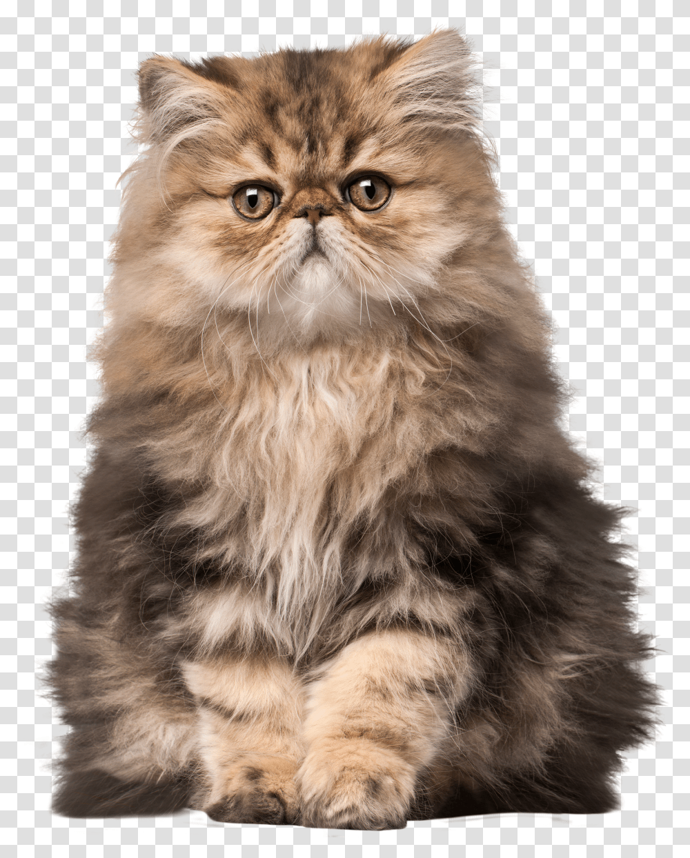 Cat Clip Art Realistic Clip Art Cat Transparent Png