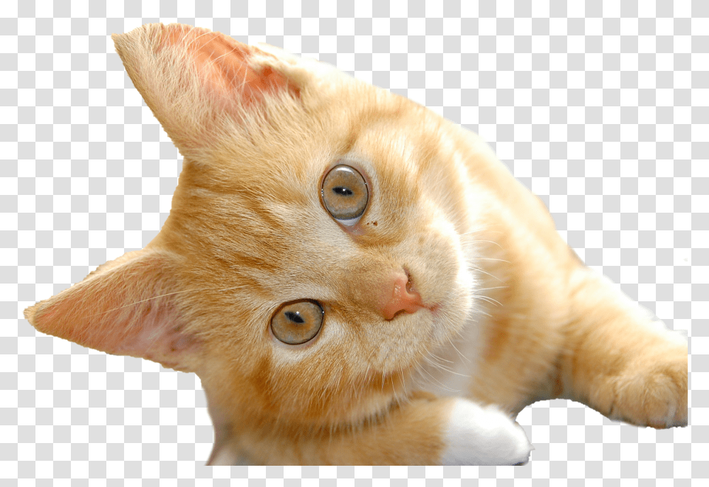 Cat Clipart Background Play Do You Love Cats Transparent Png
