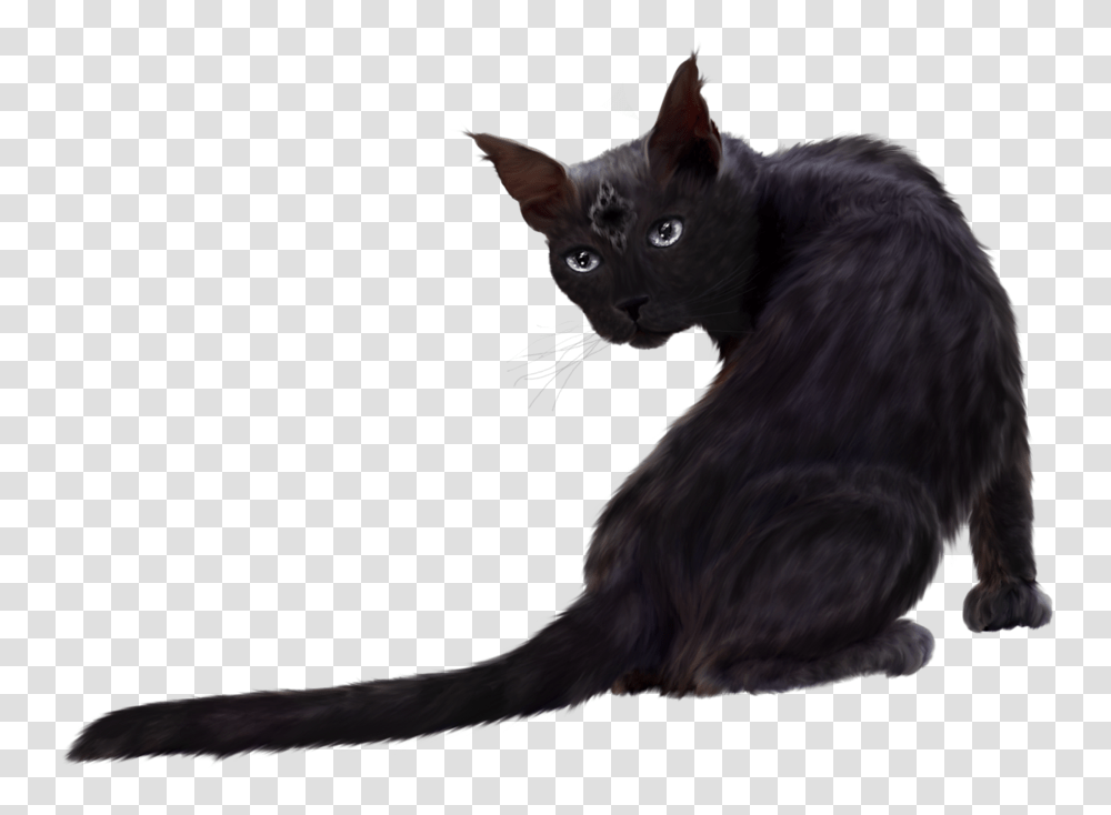 Cat Clipart Download Black Cat Hd, Pet, Mammal, Animal, Dog Transparent Png