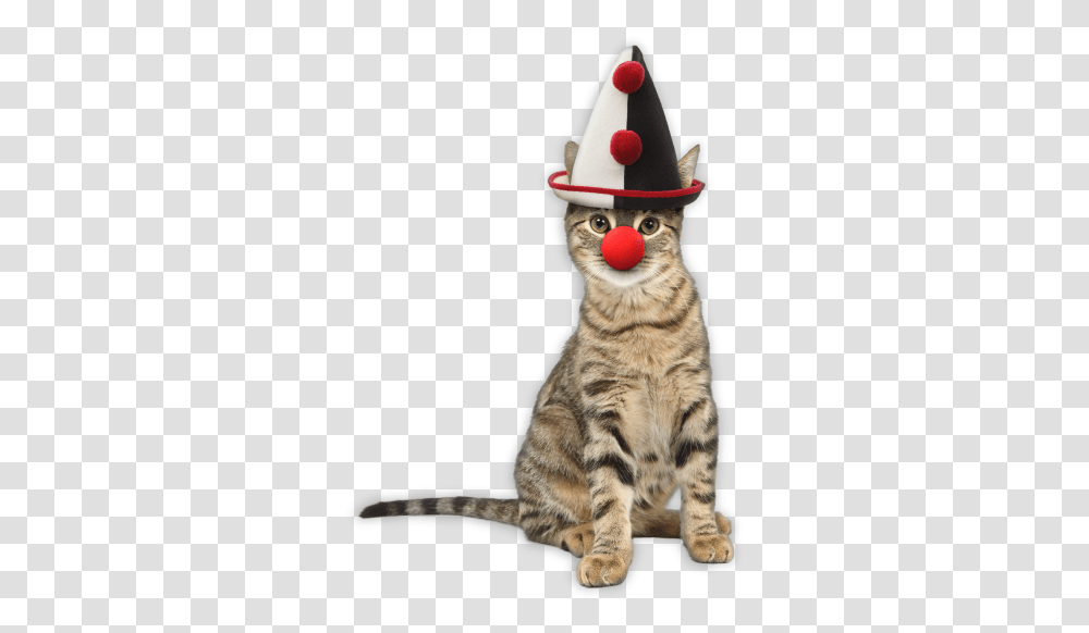 Cat Clown, Performer, Pet, Mammal, Animal Transparent Png