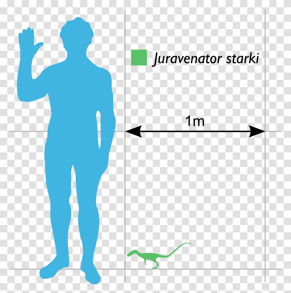 Cat Compared To Human, Person, Standing, Silhouette, Plot Transparent Png