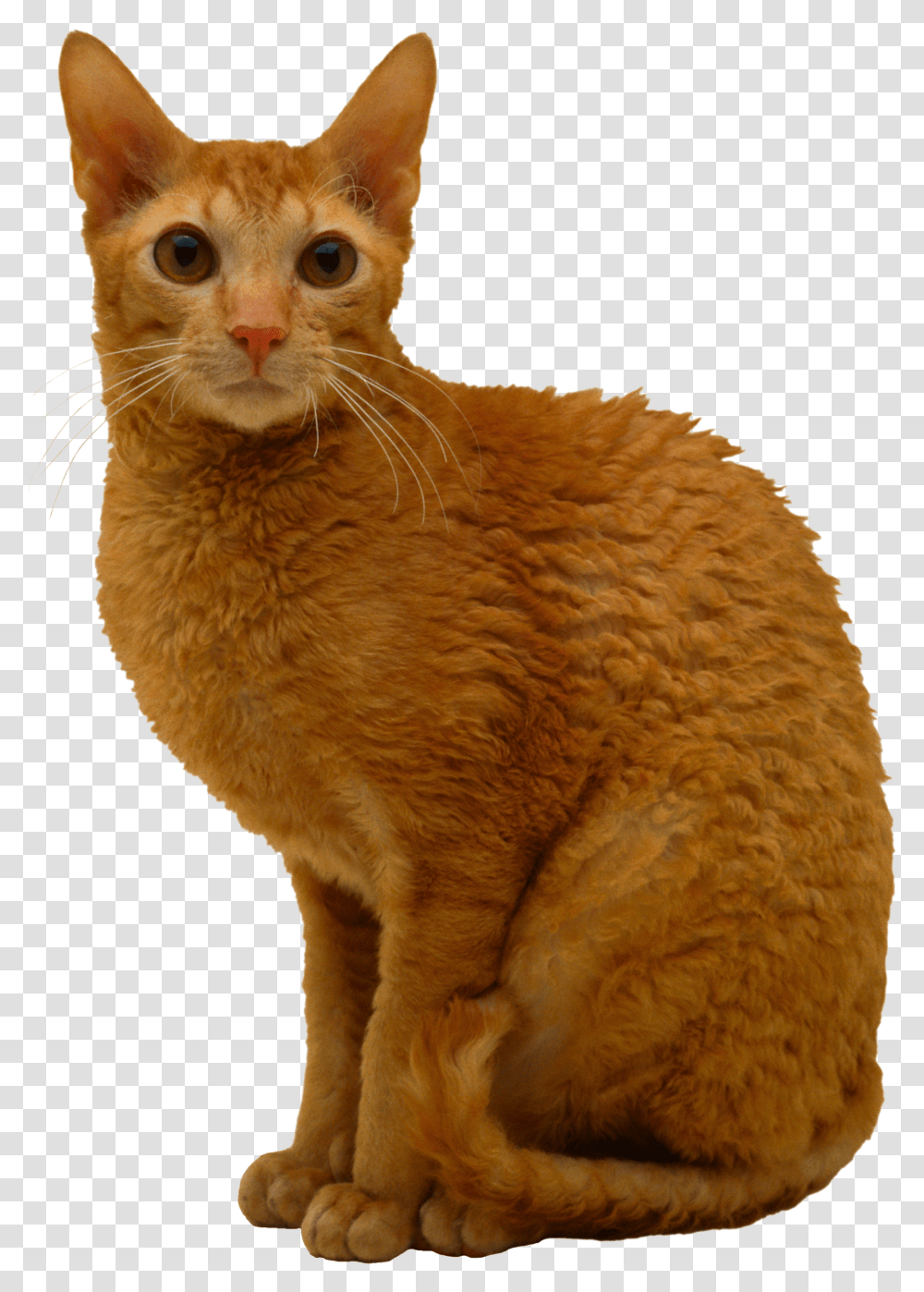 Cat Cornish Rex Cat Orange Transparent Png