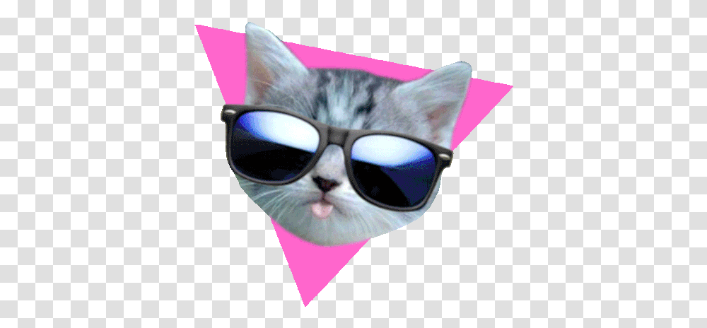 Cat Cute Gif Cat Cute Sideeye Discover & Share Gifs Cat Face Gif, Sunglasses, Accessories, Pet, Animal Transparent Png