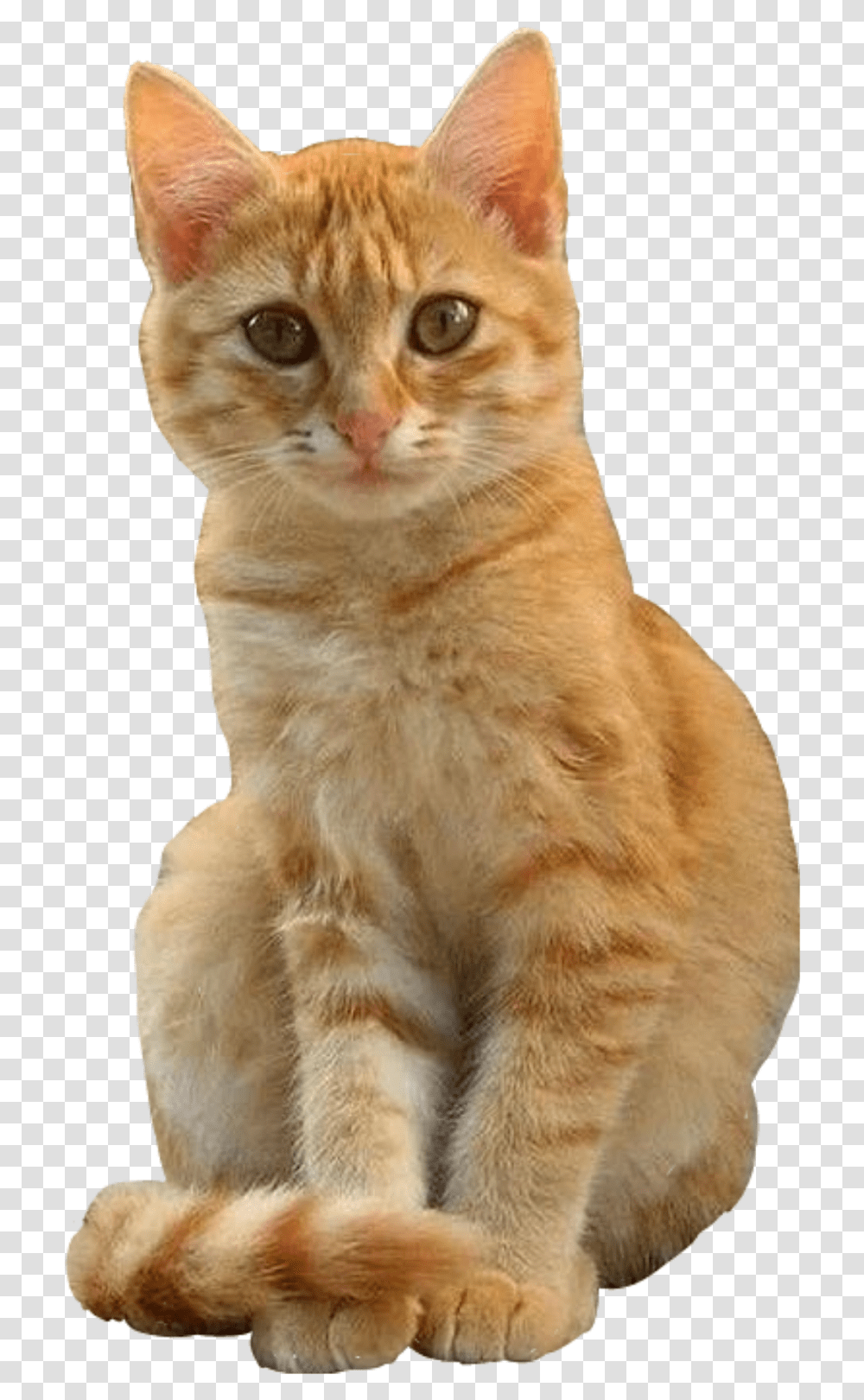Cat Cutout Ginger Orange Sitting Freetoeditnot Gatti Arancioni E Bianchi, Abyssinian, Pet, Mammal, Animal Transparent Png