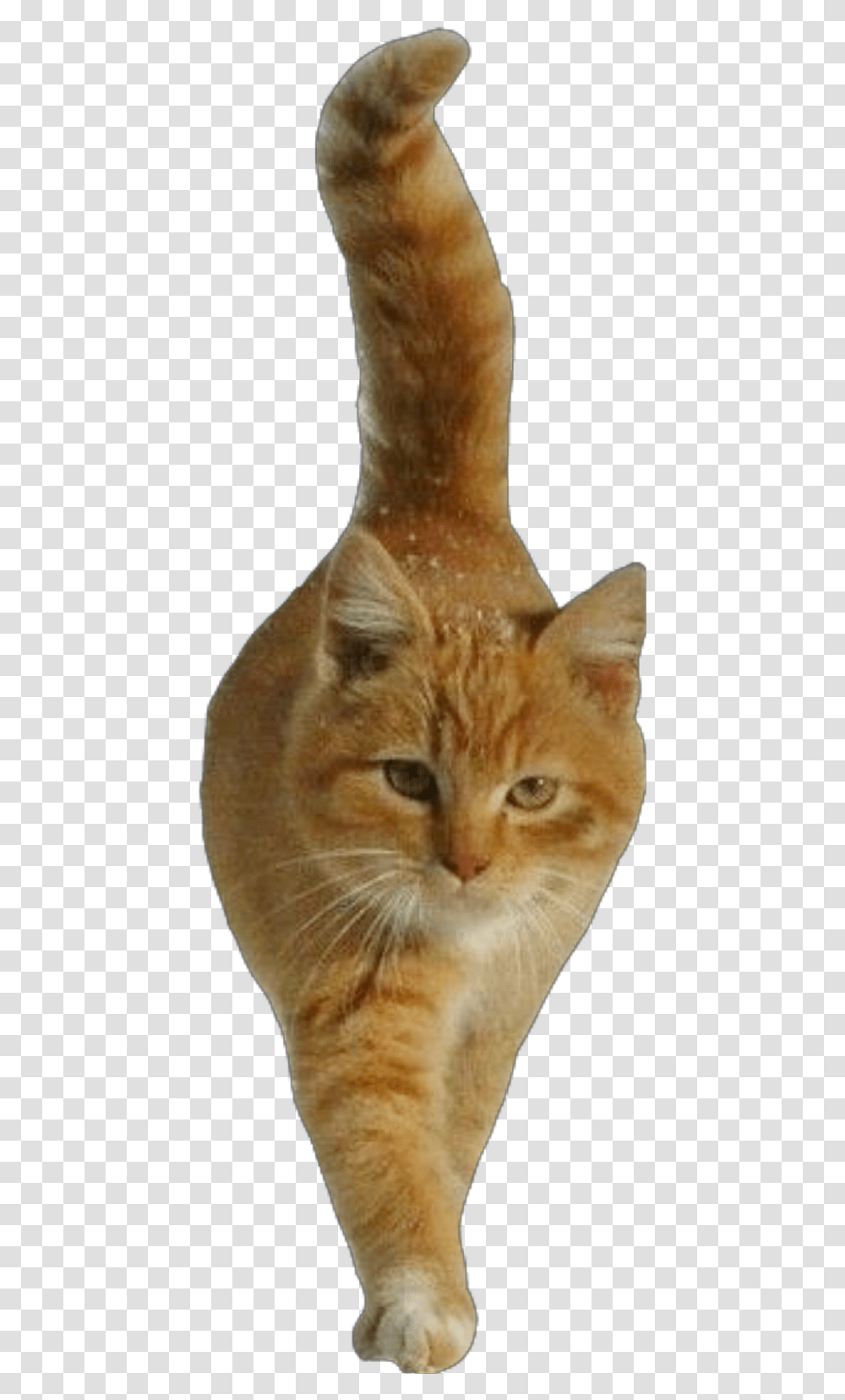 Cat Cutout Ginger Orange Walking Freetoeditnot Domestic Short Haired Cat, Abyssinian, Pet, Mammal, Animal Transparent Png