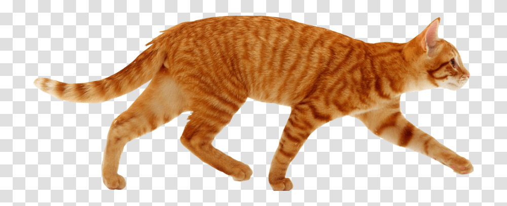 Cat Cutout Ginger Red Tabby Walking Not Freetoedit Cat Running, Manx, Pet, Mammal, Animal Transparent Png