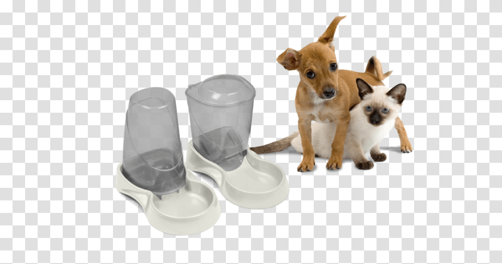 Cat Dog Autowater Boarding Dog And Cat Together, Pet, Canine, Animal, Mammal Transparent Png