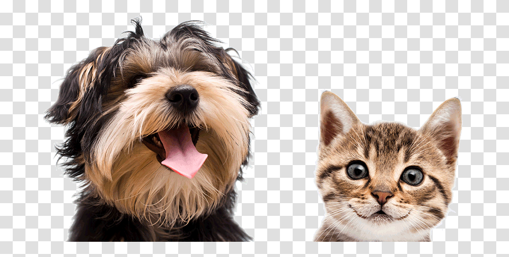Cat Dog Mid Valley Jb Pet Exhibition 2019, Canine, Animal, Mammal, Terrier Transparent Png