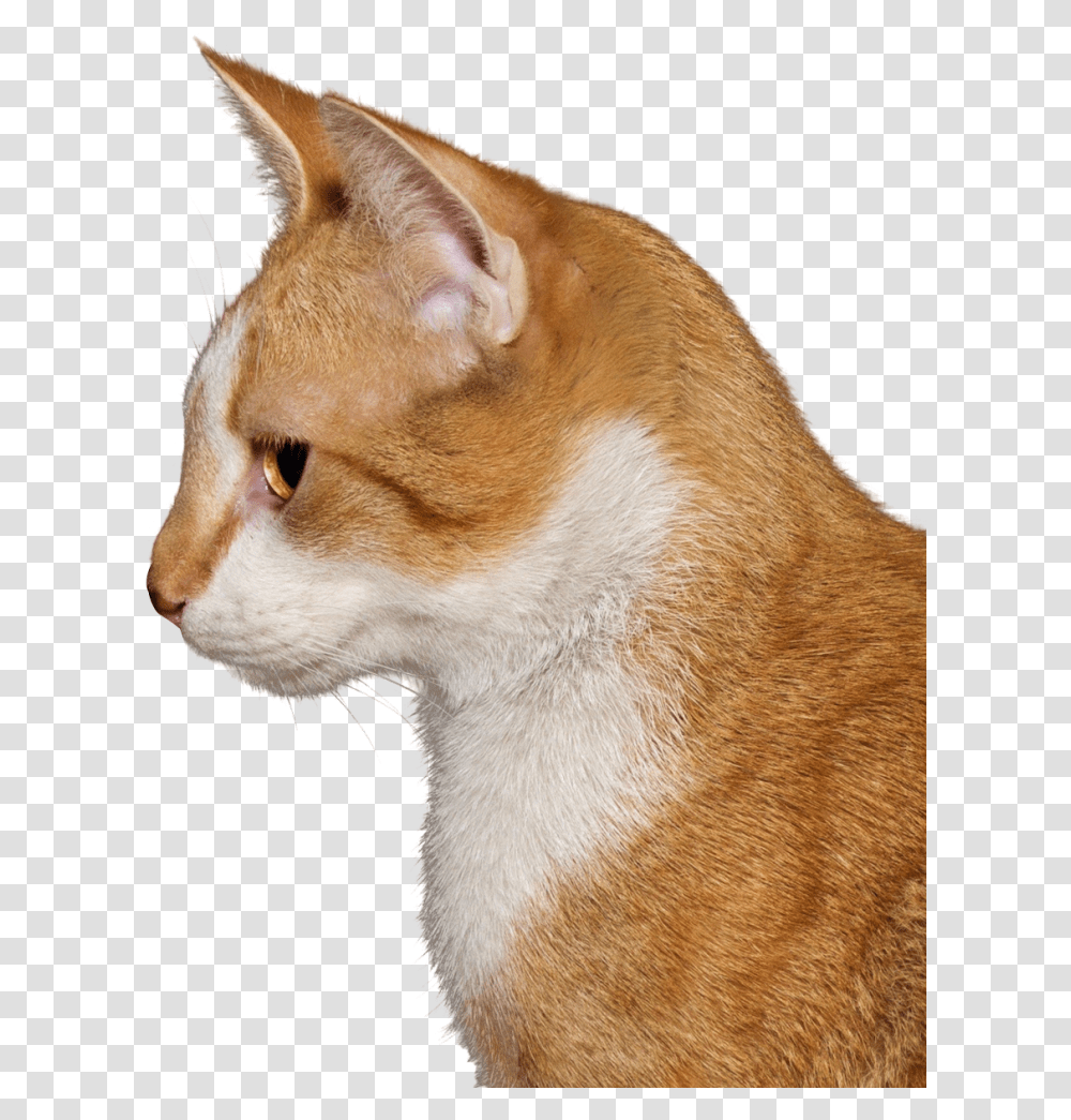 Cat, Dog, Pet, Canine, Animal Transparent Png