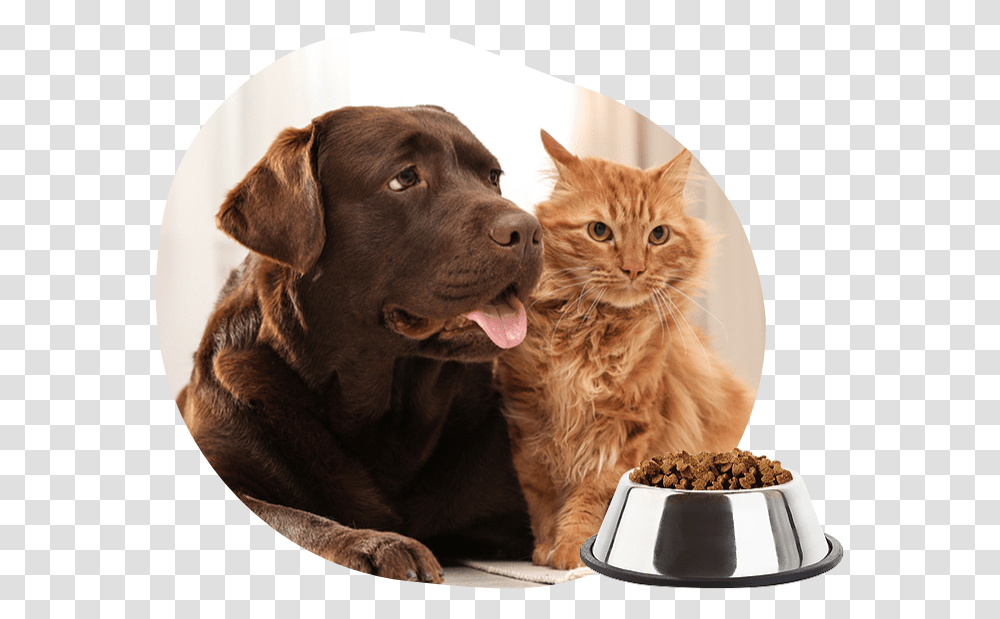 Cat, Dog, Pet, Canine, Animal Transparent Png