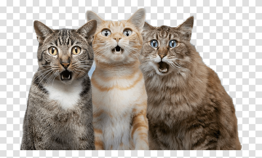 Cat Dog Pet Surprised Cat And Dog, Mammal, Animal, Manx, Abyssinian Transparent Png