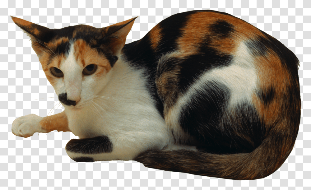 Cat Domestic Short Haired Cat Transparent Png