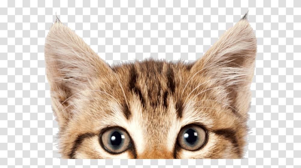 Cat Download Image With Background International Cat Day 2019, Kitten, Pet, Mammal, Animal Transparent Png