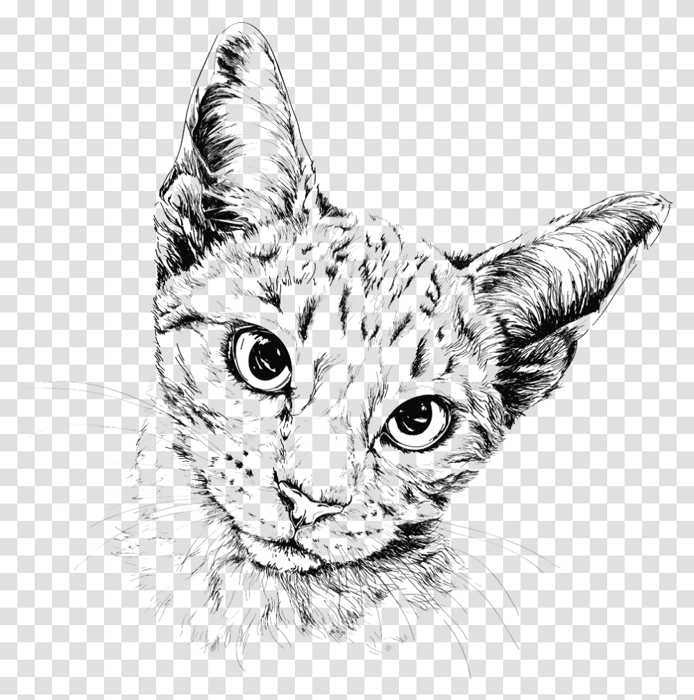 Cat Drawing Painting Illustration Cat Drawing Background, Pet, Animal, Mammal, Black Cat Transparent Png