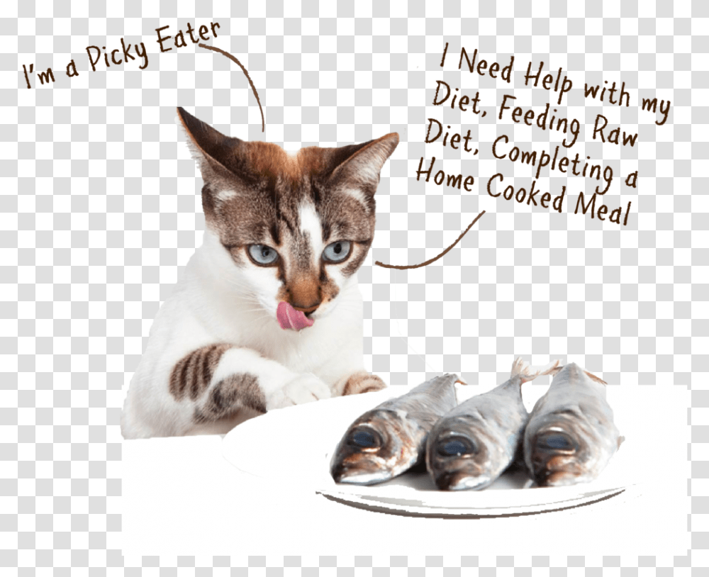 Cat Eat Fish Download Cat And Their Food, Pet, Mammal, Animal, Sea Life Transparent Png