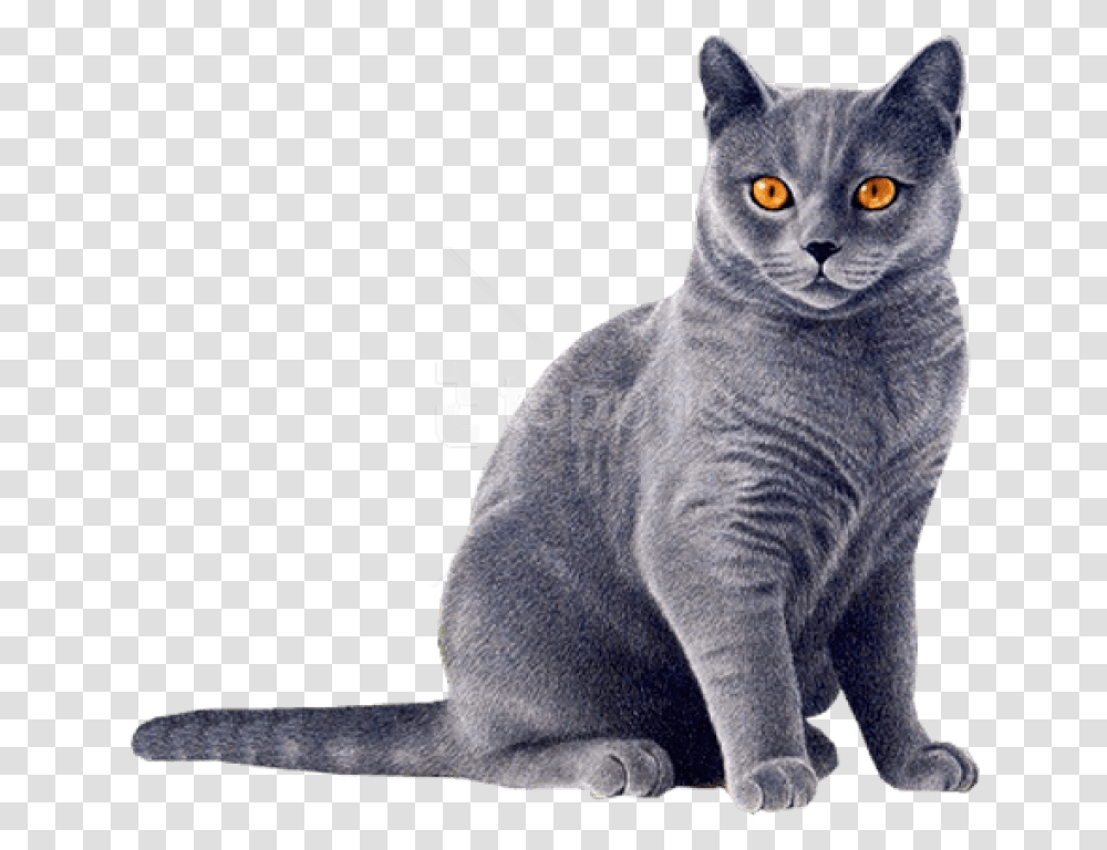 Cat Eyes Gray Cat, Manx, Pet, Mammal, Animal Transparent Png