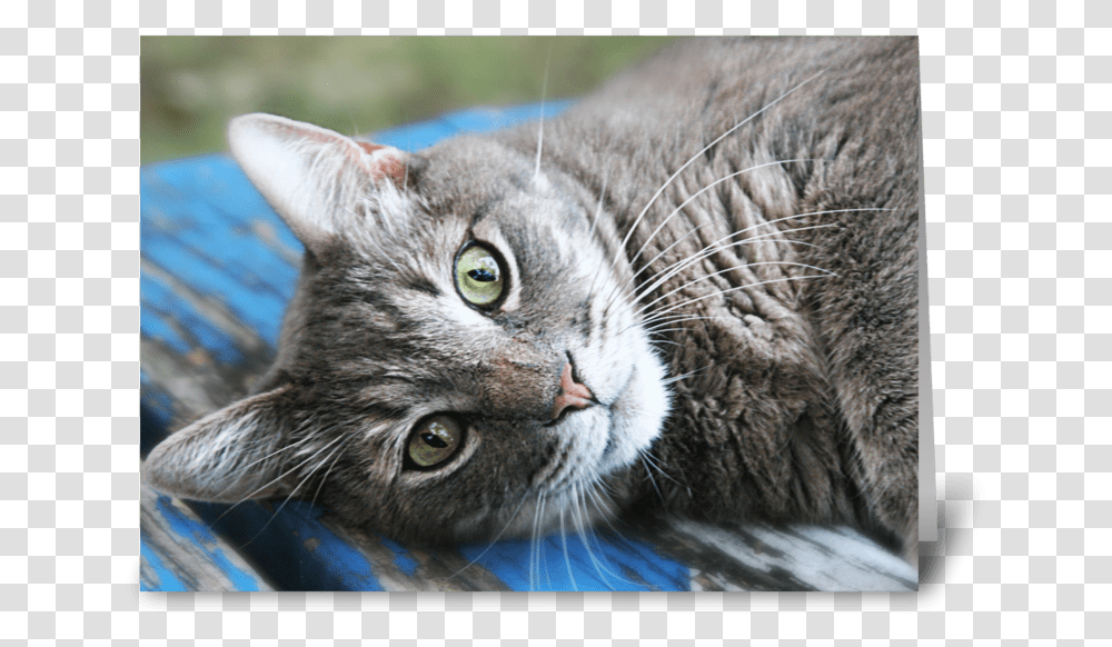 Cat Eyes Greeting Card Tabby Cat, Pet, Mammal, Animal, Manx Transparent Png