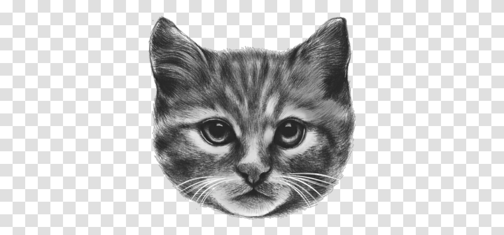 Cat Face Roblox Obyo T, Pet, Mammal, Animal, Art Transparent Png