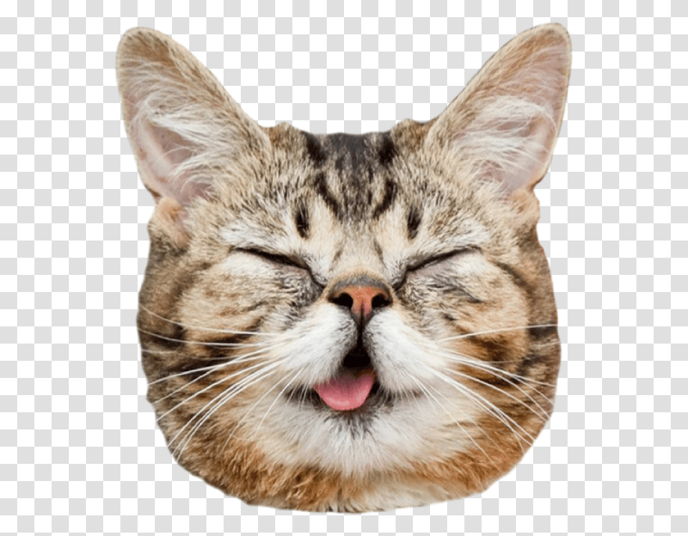 Cat Face Tumblr Download Cat Banner, Manx, Pet, Mammal, Animal Transparent Png