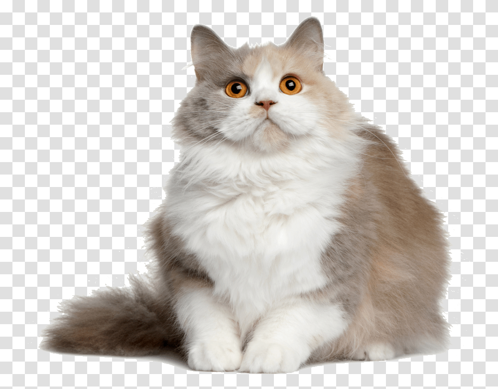 Cat File British Semi Longhair Cat, Angora, Pet, Mammal, Animal Transparent Png