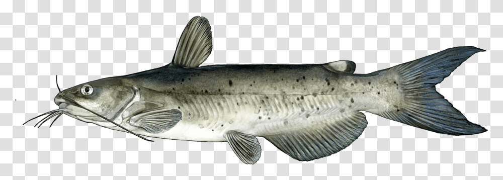 Cat Fish, Animal, Coho, Sea Life, Trout Transparent Png