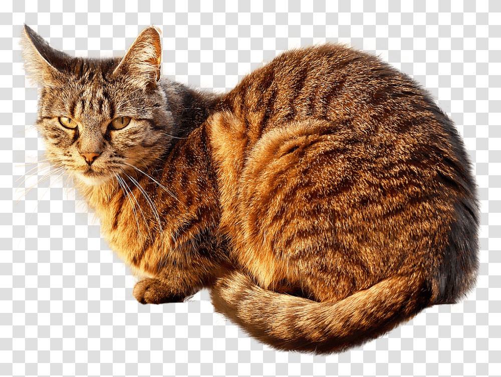 Cat Free 960, Animals, Manx, Pet, Mammal Transparent Png