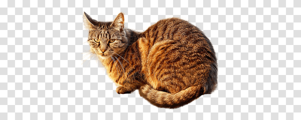 Cat Free Animals, Manx, Pet, Mammal Transparent Png