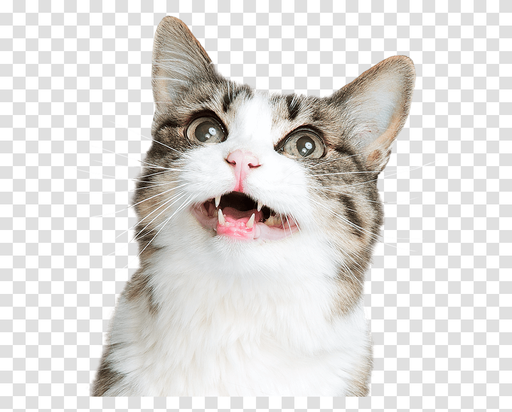 Cat Funny Face, Pet, Mammal, Animal, Mouth Transparent Png