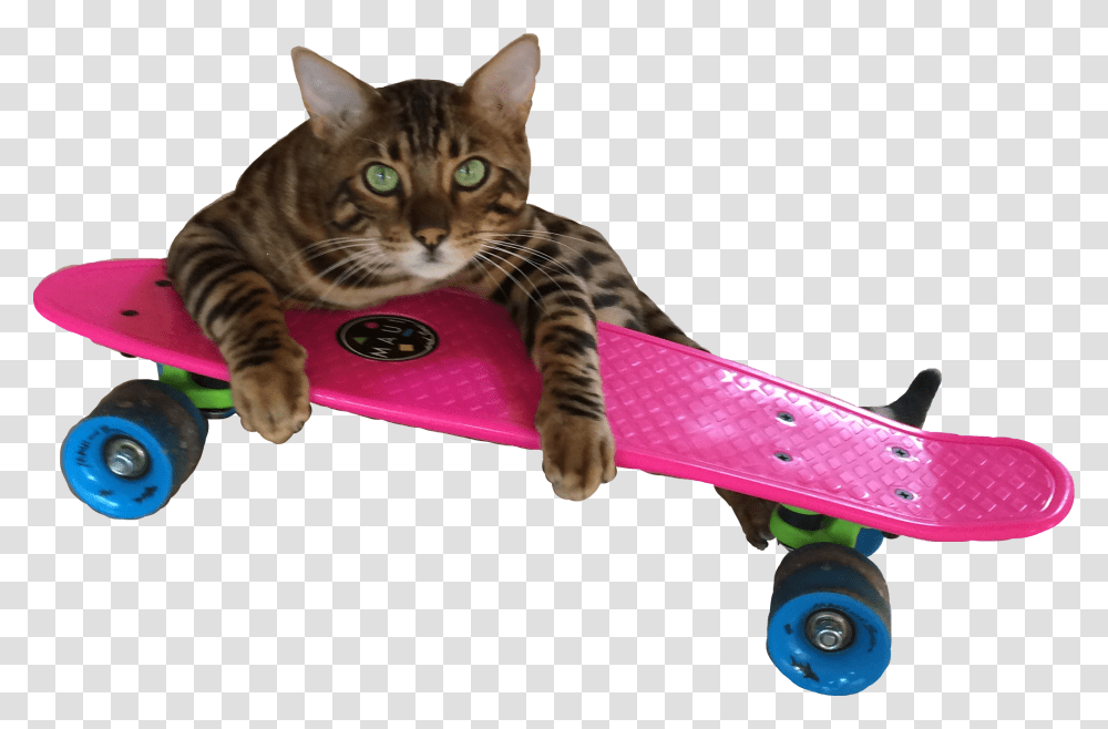 Cat Funny Funnycat Funnysticker Pennyboard Catonskateboard Longboard, Pet, Mammal, Animal, Abyssinian Transparent Png
