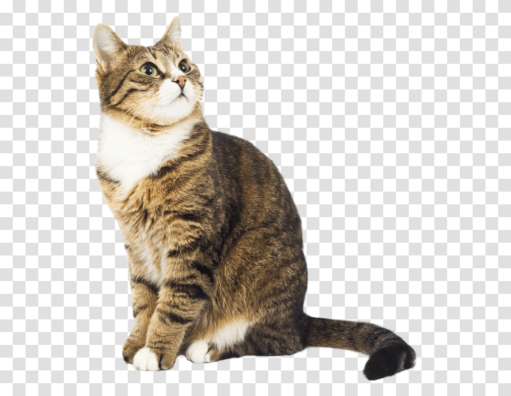 Cat Gato Chat Katze Kucing Sitting Tabby Overlay Swedish Be Like Meme, Manx, Pet, Mammal, Animal Transparent Png