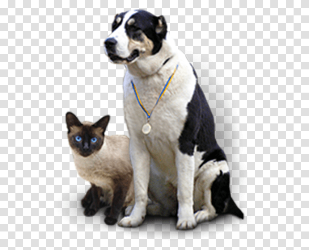 Cat Grabs Treat, Dog, Pet, Canine, Animal Transparent Png